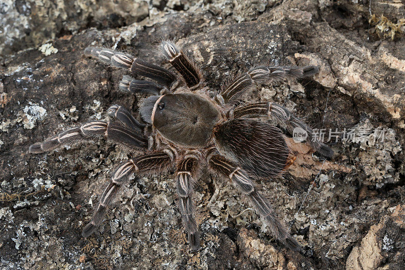 哥斯达黎加斑马狼蛛(Aphonopelma seemanni)伪装在原木。